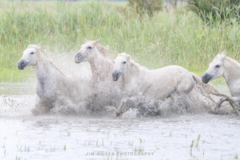 The Camargue White Horses, Provence, France