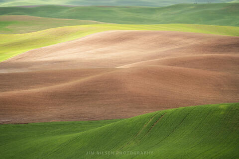 Spring Wheat