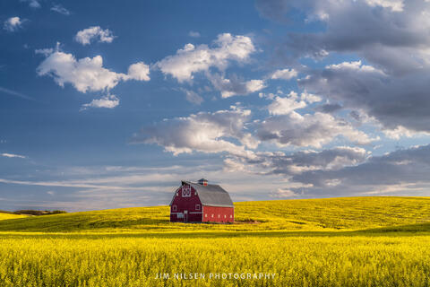 On a Canola Prairie