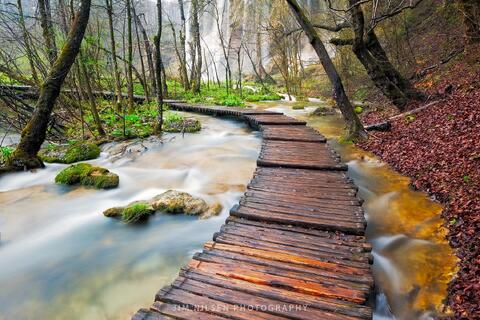 A Walk in the Woods