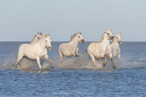 The Camargue Horse IV