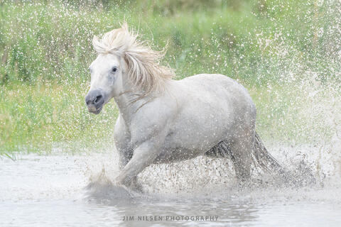 The Camargue Horse V