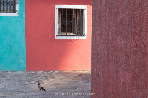 The Lonely Pigeon