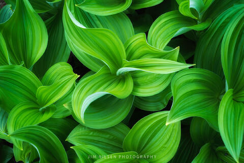 Veratrum Californicum