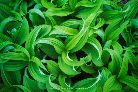 Veratrum Californicum II