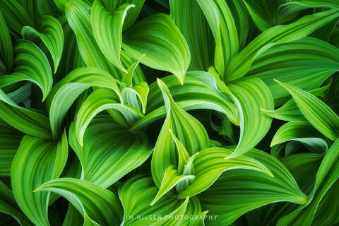 Veratrum Californicum III