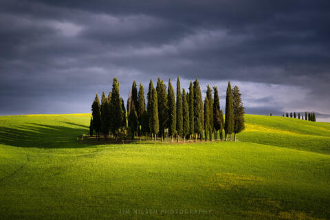 The Cypress Grove