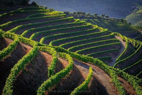 Deep in the Douro III