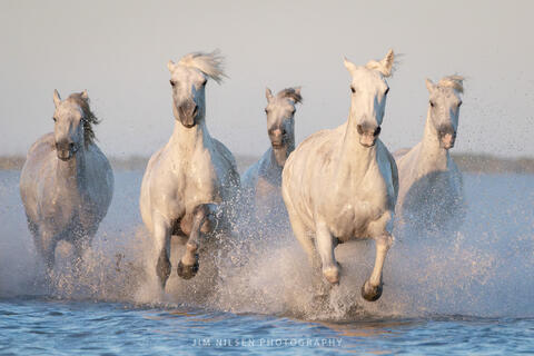 The Camargue Horse XVIII