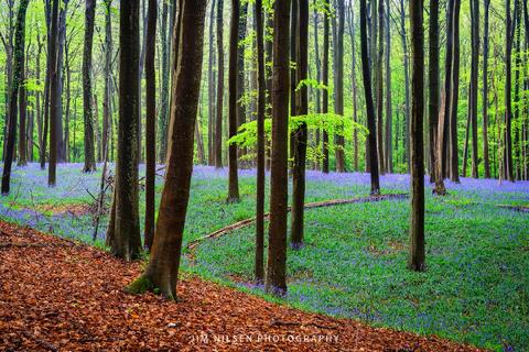 Into the Wood