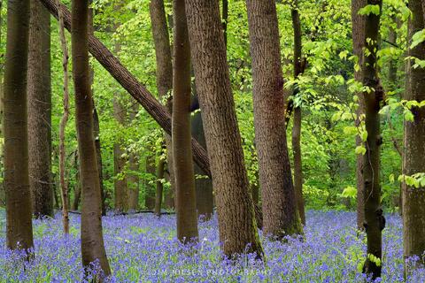 Into the Wood III