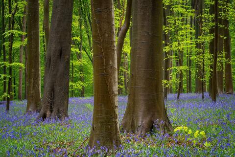Into the Wood II