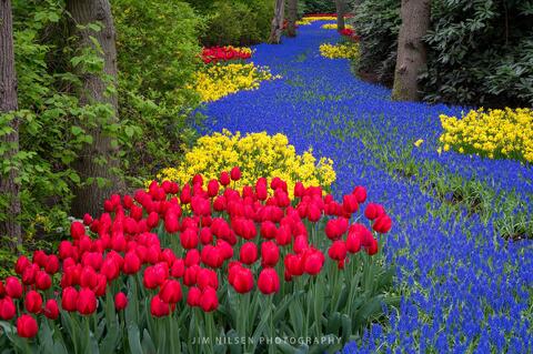 Keukenhof, the Netherlands