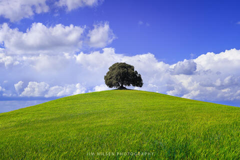The Tree