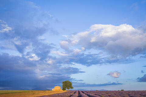 Big Sky on the Valensole Plateau