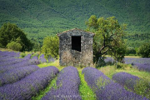 Lavender & Stone