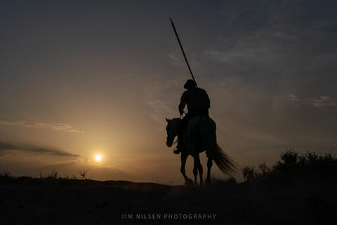 The Camargue Horse III