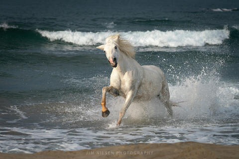 The Camargue Horse XXI