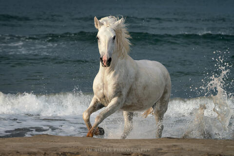 The Camargue Horse XXII