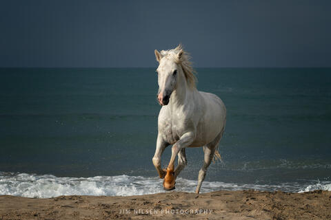 The Camargue Horse XIV