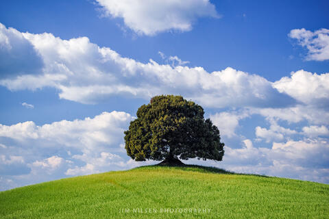 The Tree Take Three
