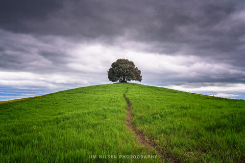 The Tree Take Four
