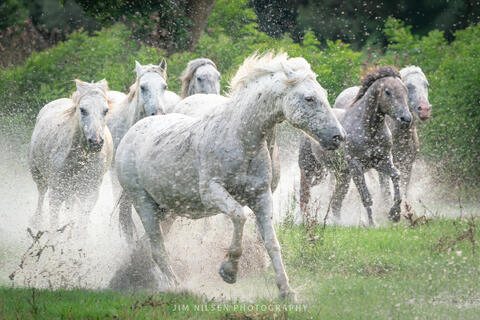 The Camargue Horse XX