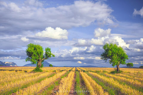 Valensole Sentinels