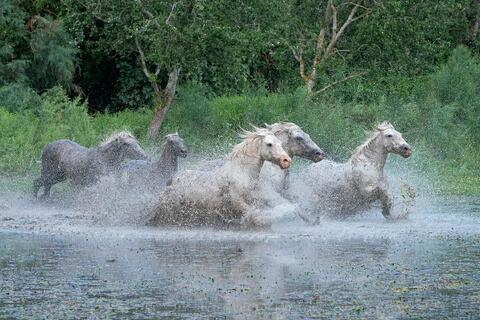 The Camargue Horse XII
