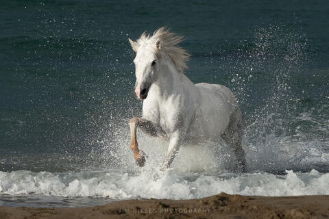 The Camargue Horse XV