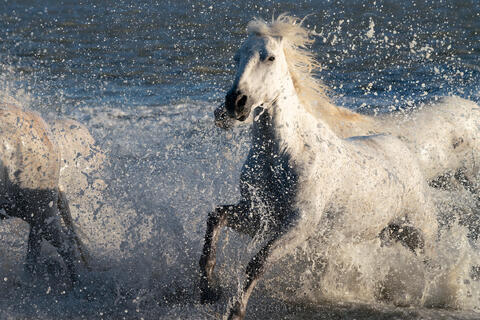 The Camargue Horse VII