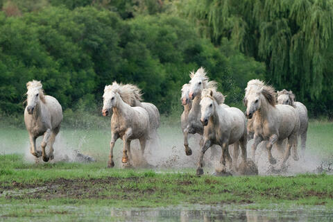 The Camargue Horse IX