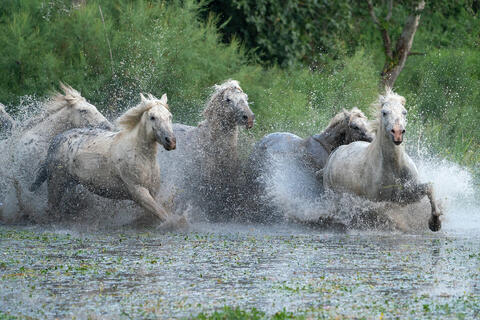 The Camargue Horse X