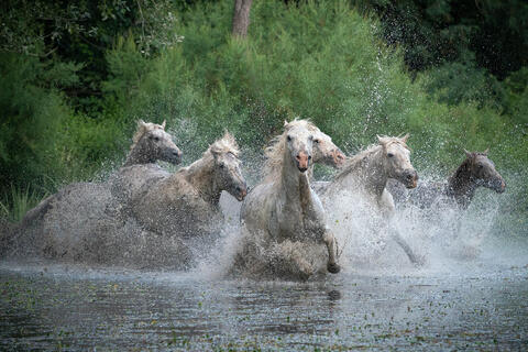 The Camargue Horse XI