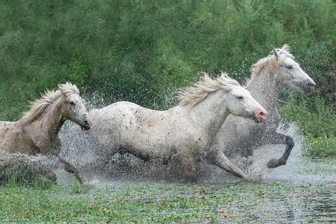 The Camargue Horse VIII