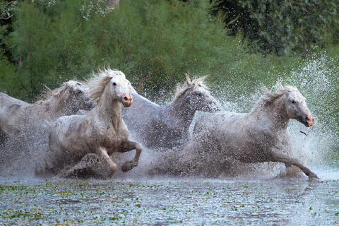 The Camargue Horse XIII