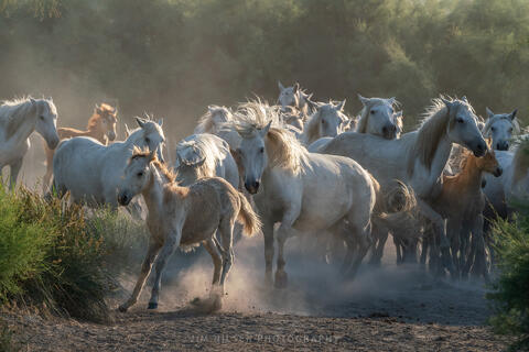 Round Up
