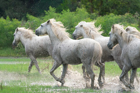 The Camargue Horse XVIII