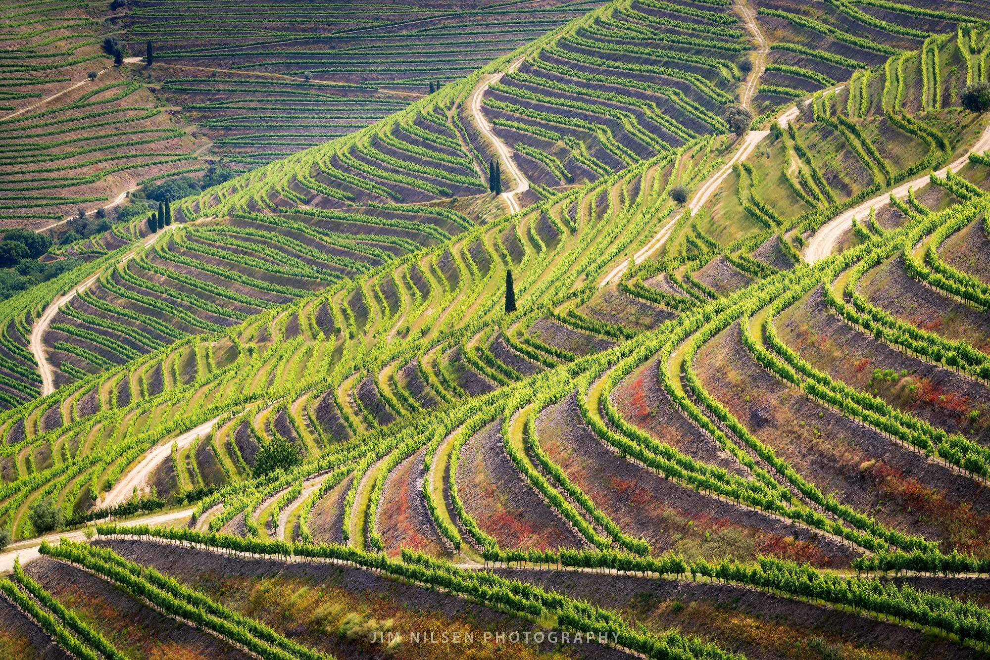 Vine & Cypress, Douro Valley, Portugal Vine & Cypress, Douro Valley, Portugal